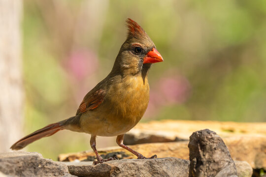 Close-up of Female Northern Cardinal