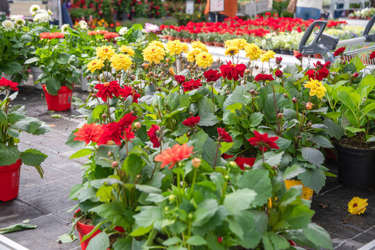 different multi-colored varieties of dahlias In the garden center, gardening