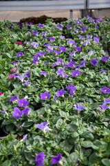 many pots with blooming petunias in the garden center purple flowers