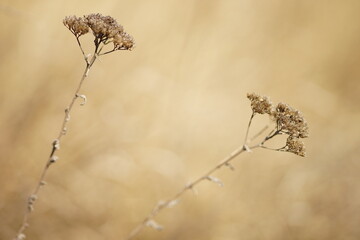 Dry yarrow branches growing in sunny field.