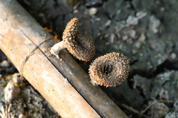 There were two brown mushrooms growing on the bamboo log.