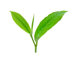 tea leaf on transparent png