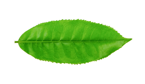 tea leaf isolated on transparent png