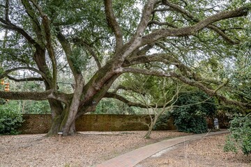 aiken, hopeland gardens, forest, tree, nature, path,, park, green, spring, landscape, autumn, summer, woods, lane, leaves, wood, walk, country, footpath, grass, way, pathway, leaf, season, walking