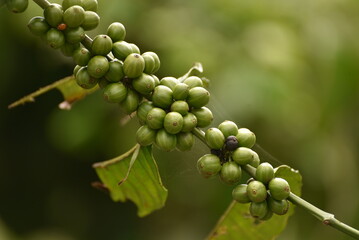 Coffea canephora or Coffea robusta, commonly known as robusta coffee is a species of coffee that...