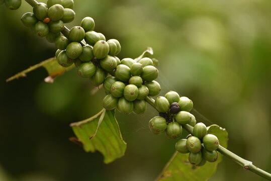 Coffea canephora or Coffea robusta, commonly known as robusta coffee is a species of coffee that has it is a species of flowering plant in the family Rubiaceae