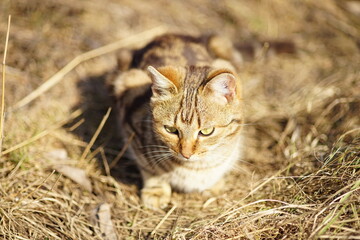 Fototapeta premium Tabby cat rest in sunny dry grass