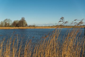 Fluss Eider bei blauem Himmel mit Gräsern im Vordergrund