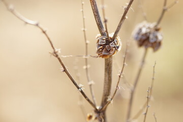Dry plant bush with thin branches growing in sunny field.