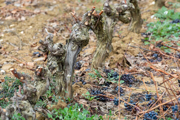Ripe and dry bunches of red tempranillo grapes after harvest, vineyards of La Rioja wine region in Spain, Rioja Alavesa in winter
