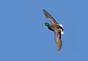 Male mallard duck drake in flight isolated against a blue winter sky in Canada