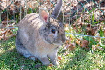 cute brown rabbit walks in the garden on the green grass behind the wire fence