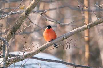 Male bullfinch in the wild.