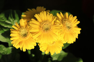 Yellow blooming gerberas in sunny March