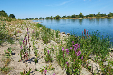 Sommer 2022 an der Elbe in Sachsen-Anhalt