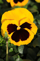Beautiful blooming pansy in sunny March