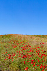 Poppies growing in the South Downs on a sunny summer's day