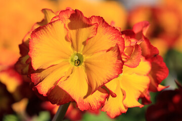 Beautiful blooming primrose in sunny March