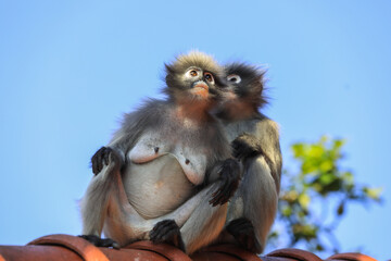 Funny and Cute Dusky Langur Monkey on the Roof, Thailand