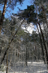 Winter and spring tango dance. Snow and spring sun. Eternal fight. Beautiful landscape in the...