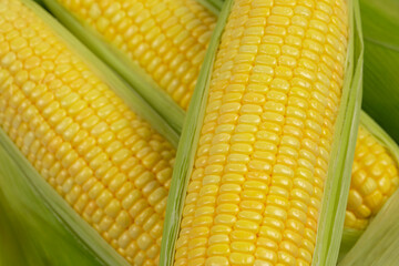 Close-up of fresh sweet corn.