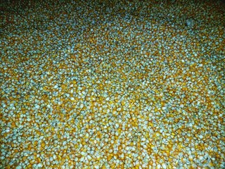 Stack of yellow corn kernels