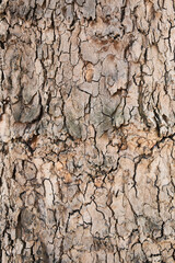 Texture of a tree bark