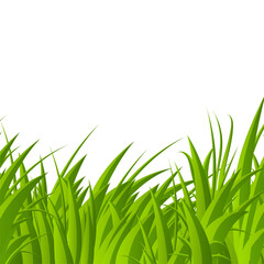 Green grass blades. Green grass isolated on transparent background. Realistic green grass. Fresh summer plants. Vector illustration