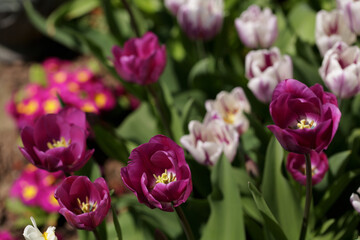 Obraz na płótnie Canvas tulips in the garden