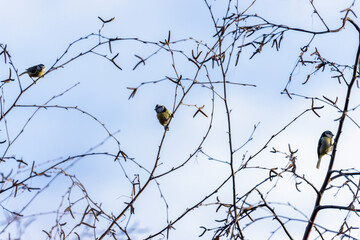 Blue tit birds 
