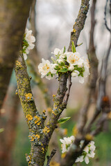 Spring white blossom