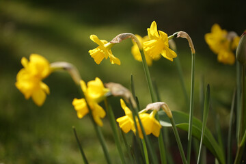 yellow daffodil flower