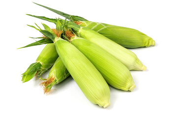 A pile of raw sweet corn isolated on white background