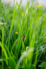 Bee on a green grass
