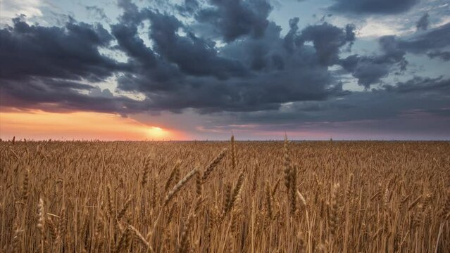 Timelapse of a beautiful orange sunset over a field of rye. Camera slides before the stem of rye close-up.
