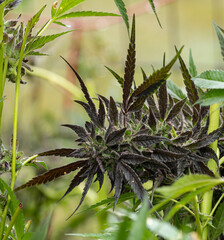 cannabis purple large bloom