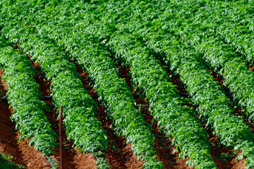 Papas negras plants, local black potato plantations on Furteventura, Canary islands, Spain