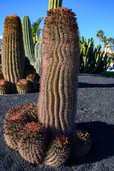 Botanical garden with different tropical succulent plants green cactuses