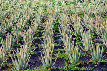 Aloe vera plantation, cultivation of aloe vera, healthy plant used for medicine, cosmetics, skin care, decoration