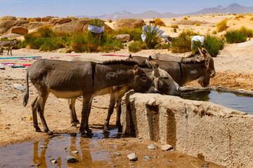 Donkeys drinking water from a stony water trough by the well in the Sahara desert. Tassili N'Ajjer...