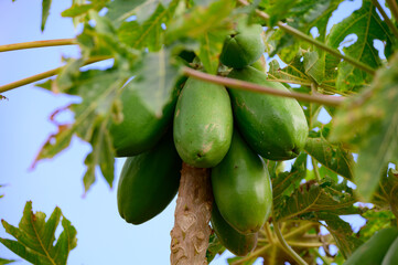 Tropical green papaya fruits hanging on tree