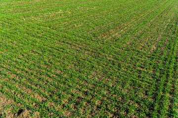 Rows of young wheat shoots on a wheat field. Agriculture and agronomy theme