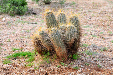 Hedge Hog cactus