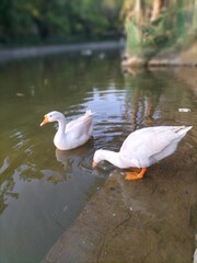 Obraz premium ducks on the water