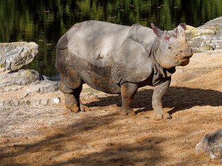 Fototapeta premium Rhinoceros in the sun after the bath