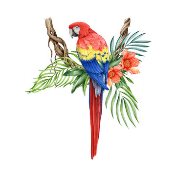 Red macaw bird on the twisted vine creeper with tropical leaves and flowers decor. Watercolor parrot illustration. Beautiful tropical bird with lush palm leaves, bright flowers decoration