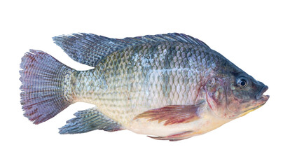 Fototapeta premium Fresh Nile Tilapia or Pla nin in Thai, freshwater fish isolated on white background with clipping path in png file format