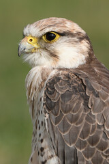 Portrait of a Lanner Falcon against a green background
