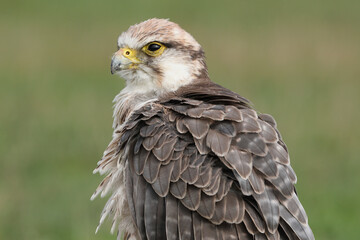 Fototapeta premium Portrait of a Lanner Falcon against a green background 