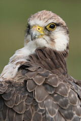 Portrait of a Lanner Falcon against a green background
